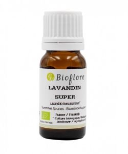 Super lavender (Lavandula burnati Lighter)